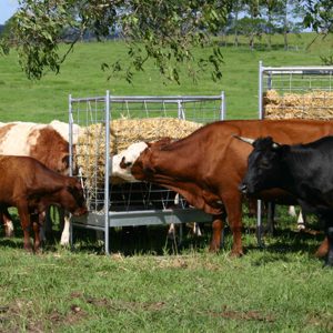 Cattle Feed Equipment