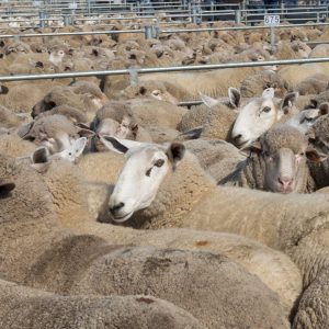 Sheep Panels