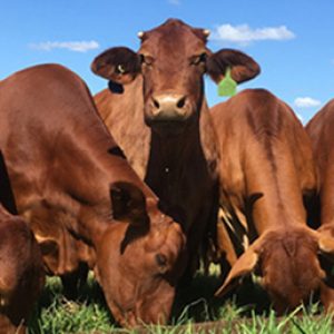 Cattle Equipment