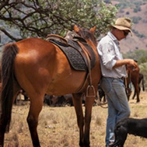 Horse Equipment