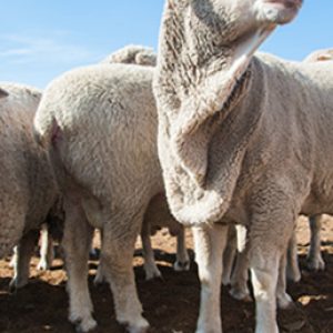 Sheep Equipment