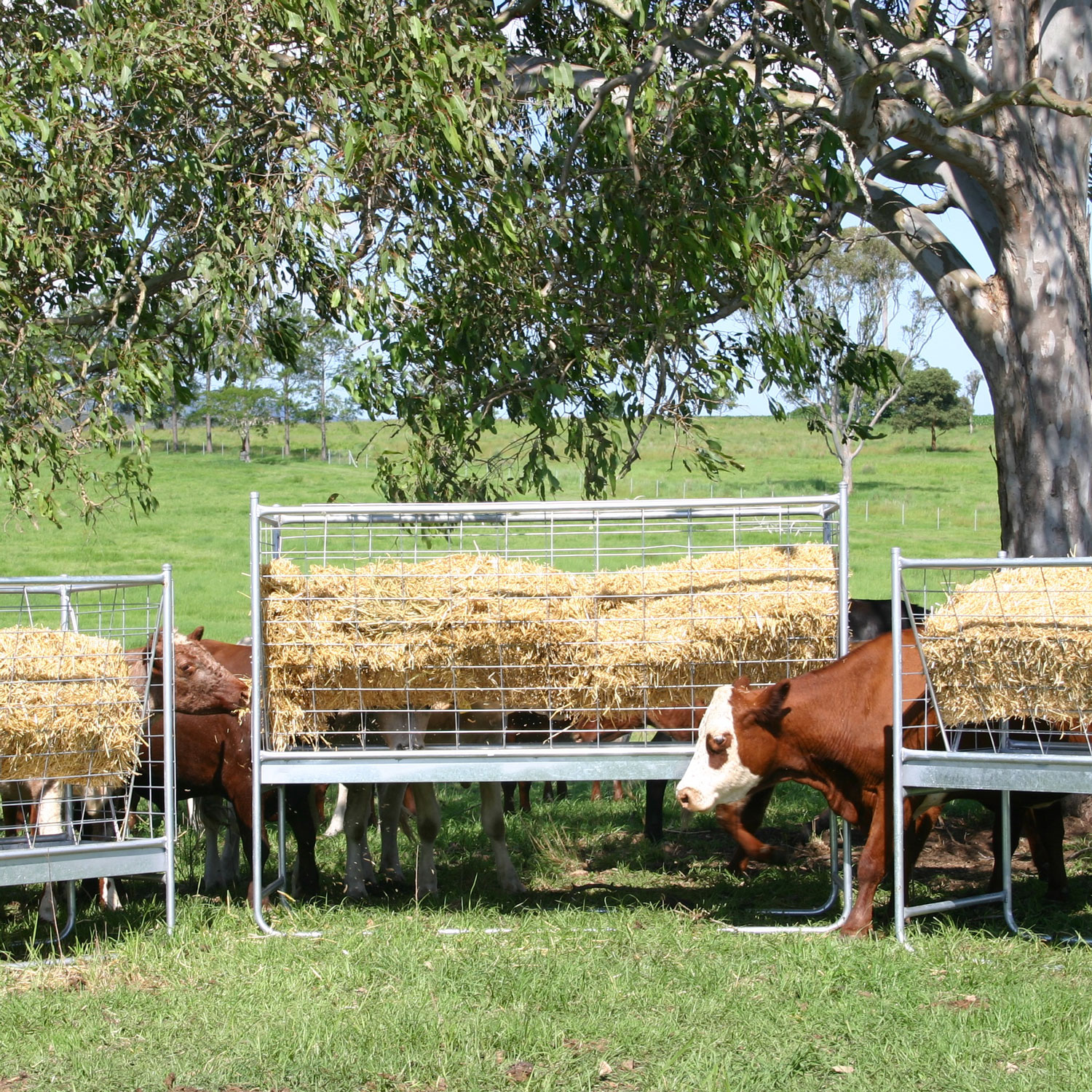 Cattle Feed Equipment Archives Cavalier Livestock Equipment