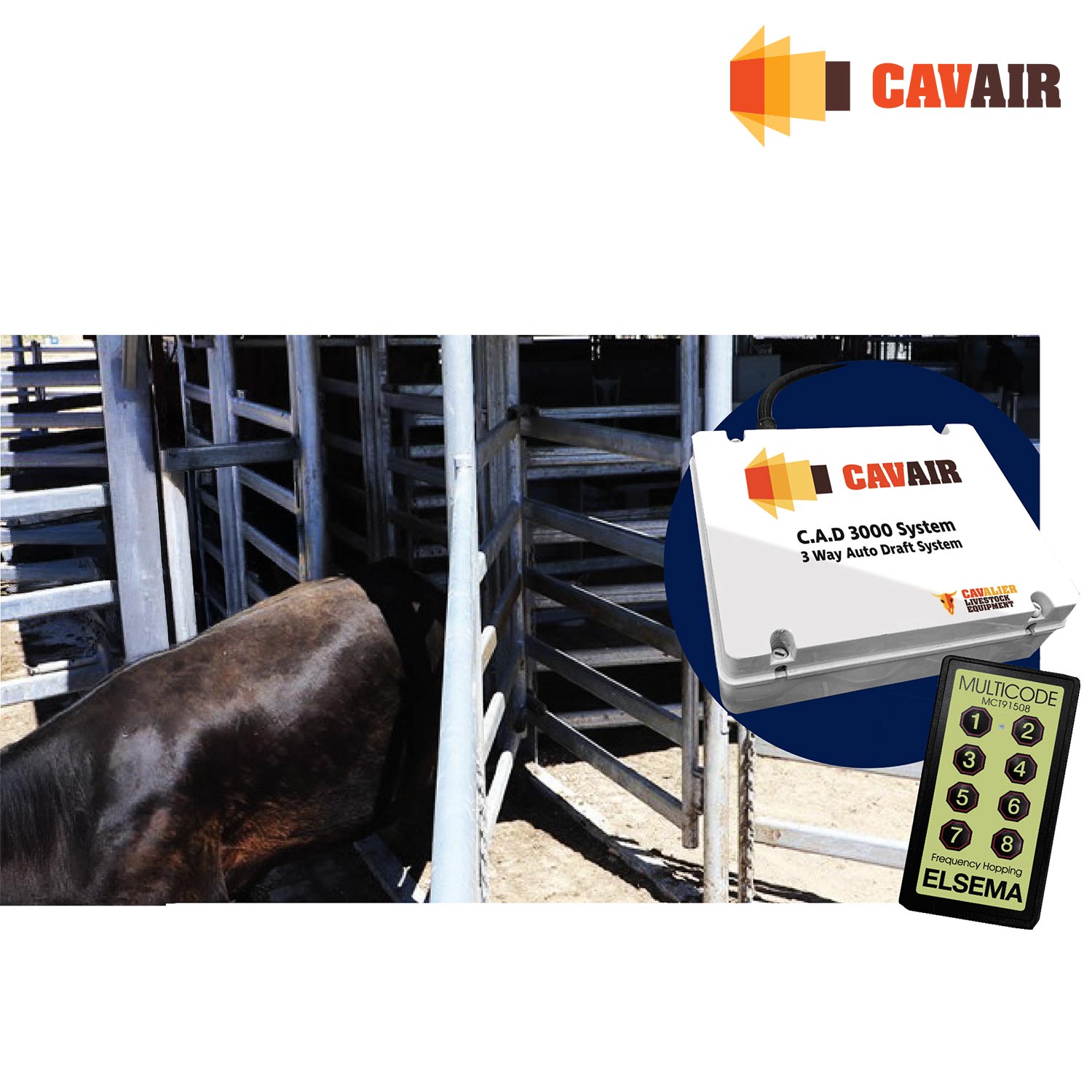 Draf System Cav-Air Race Draft System - Cavalier Livestock Equipment